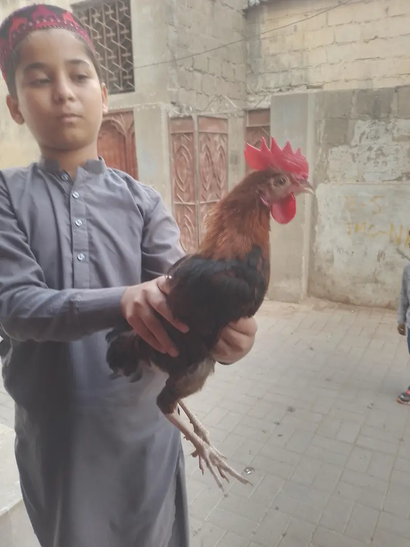 Rohaan — photo 3