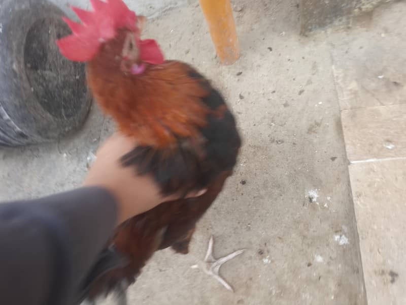 Rohaan 3