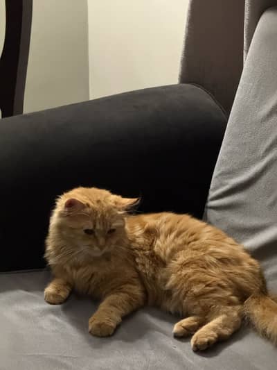 Double coat persian cat