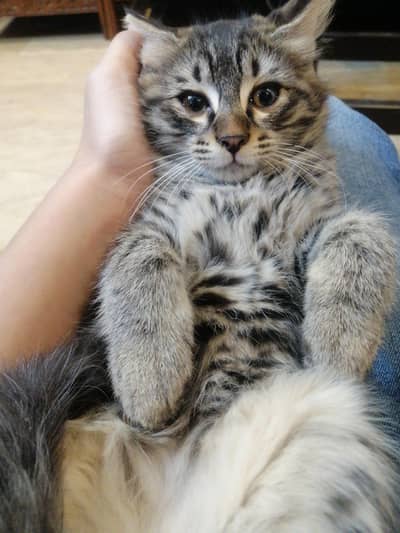 Kitty