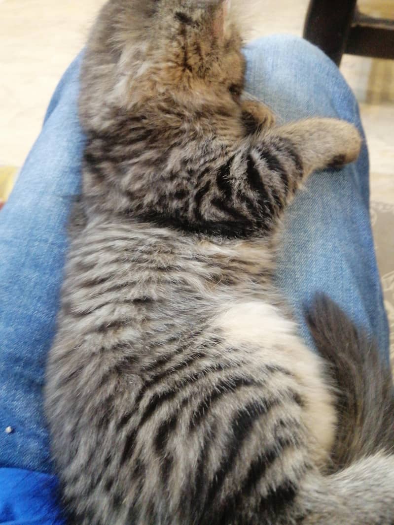 Kitty 1