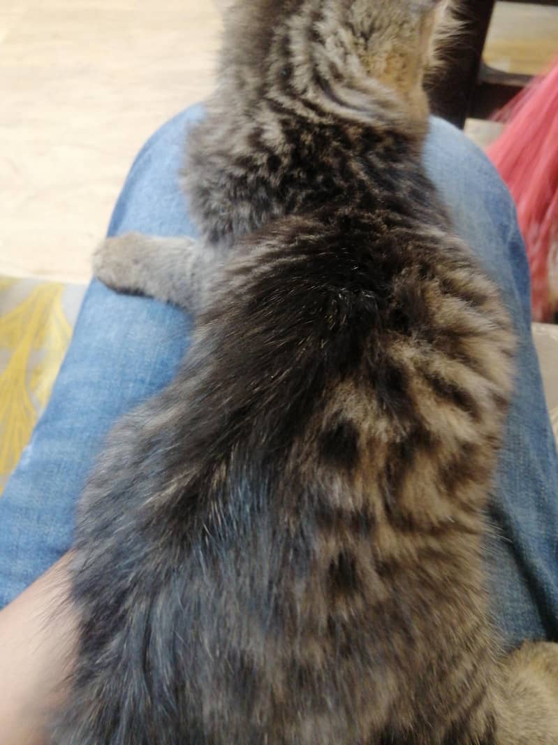 Kitty 2