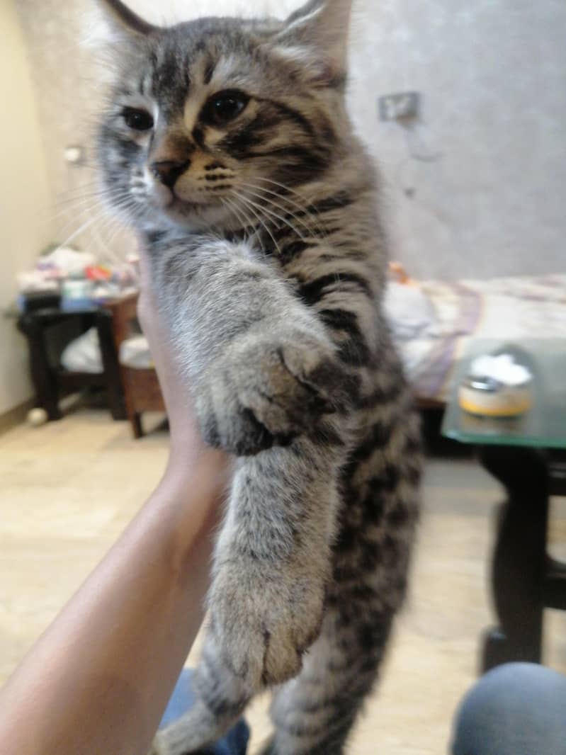 Kitty 3