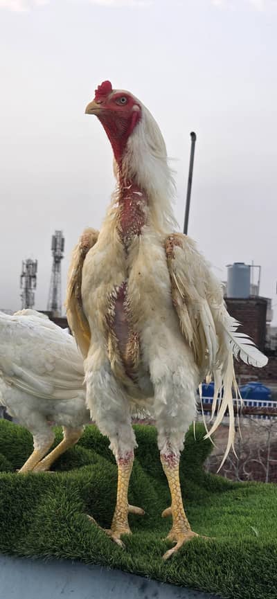 Pure White Shamo Breeder (Male) | Tall | German