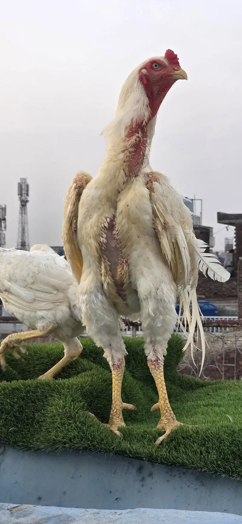 Pure White Shamo Breeder (Male) | Tall | German — photo 2