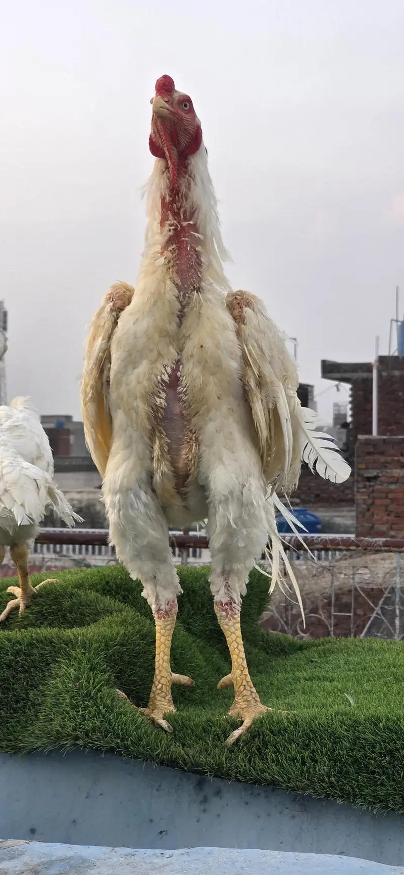 Pure White Shamo Breeder (Male) | Tall | German — photo 3