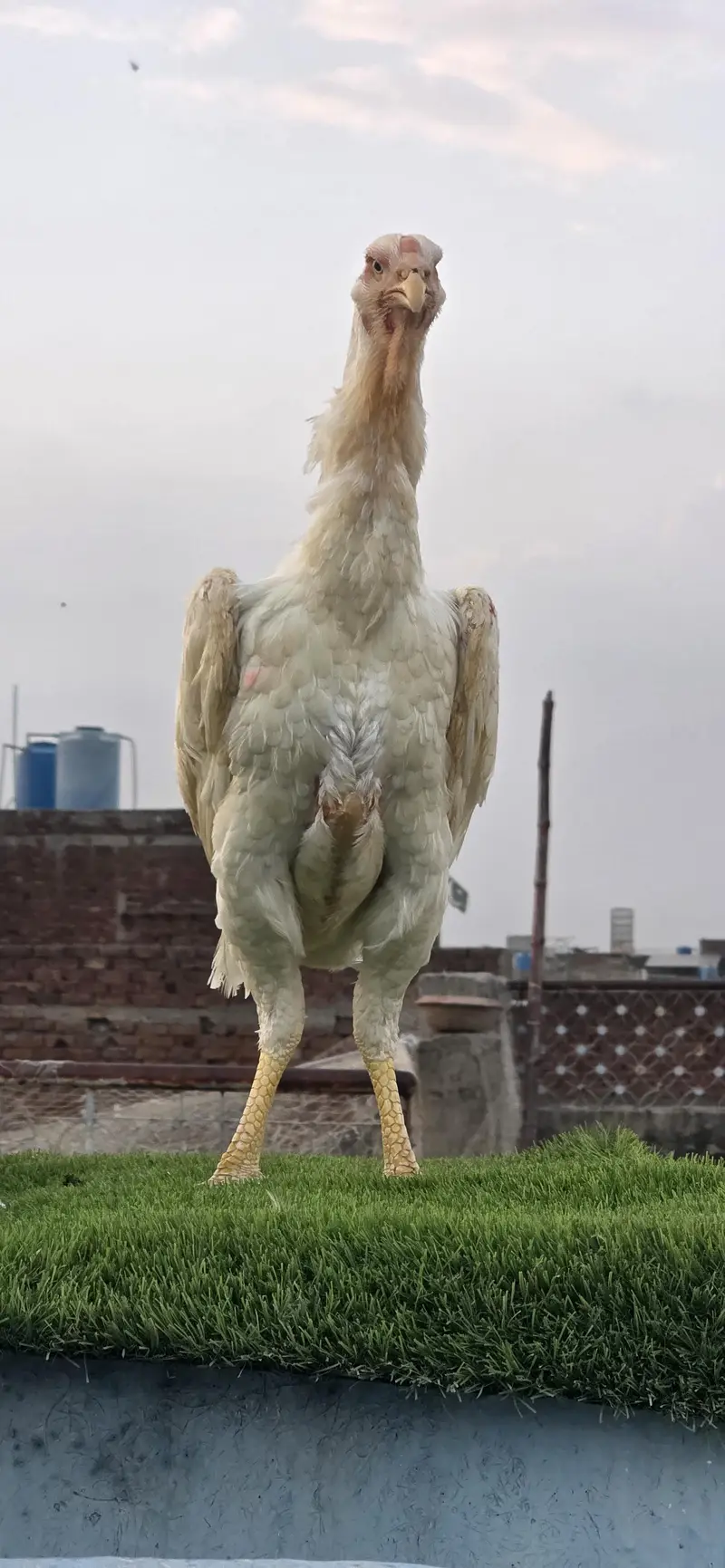 Pure White Shamo Breeder (Male) | Tall | German — photo 4