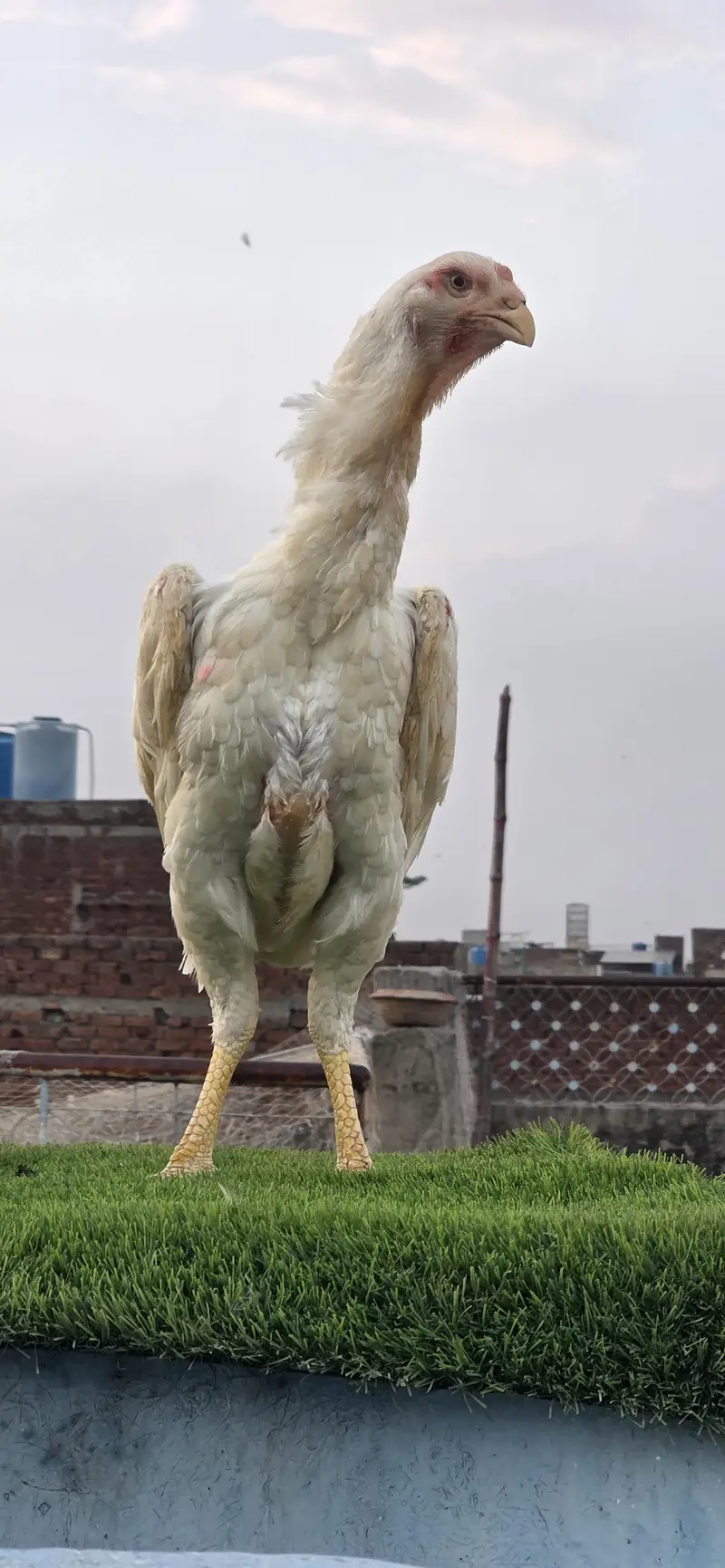 Pure White Shamo Breeder (Male) | Tall | German — photo 5
