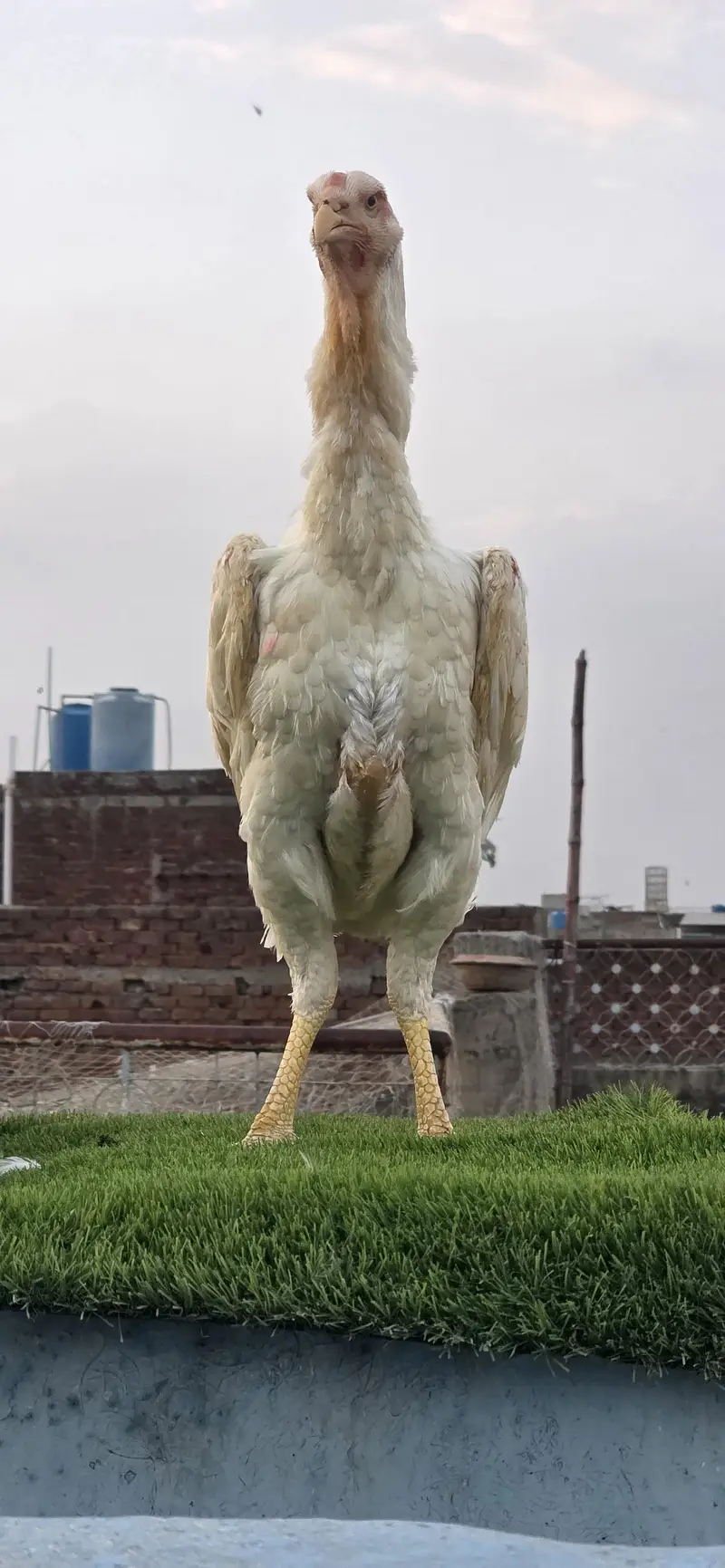 Pure White Shamo Breeder (Male) | Tall | German — photo 6