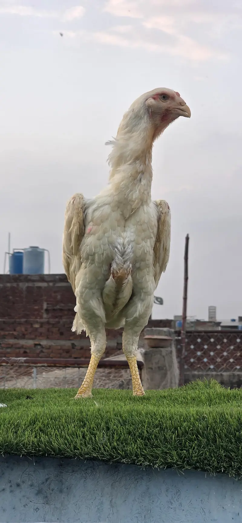 Pure White Shamo Breeder (Male) | Tall | German — photo 7