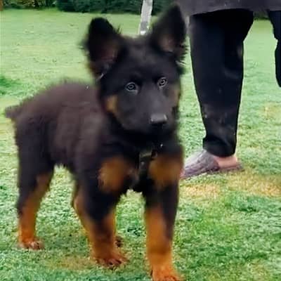 German Shepherd Puppy Male