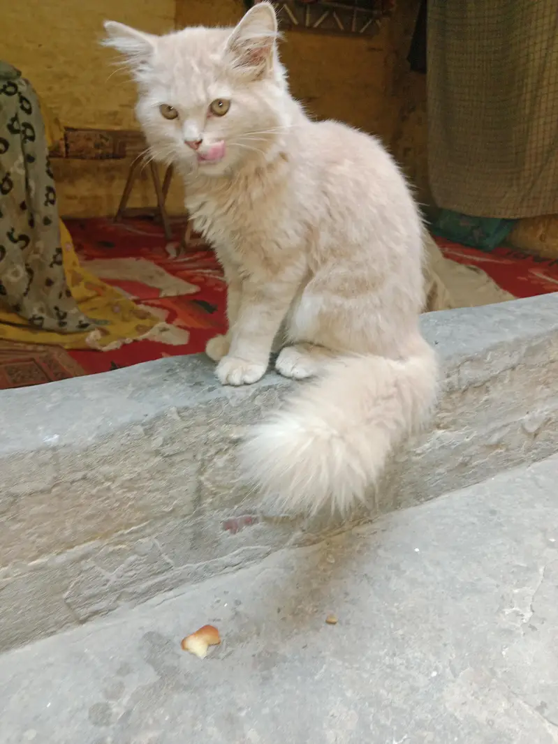 male hai baccha hai Akela hai isliye dena hai 03016267680 — photo 2