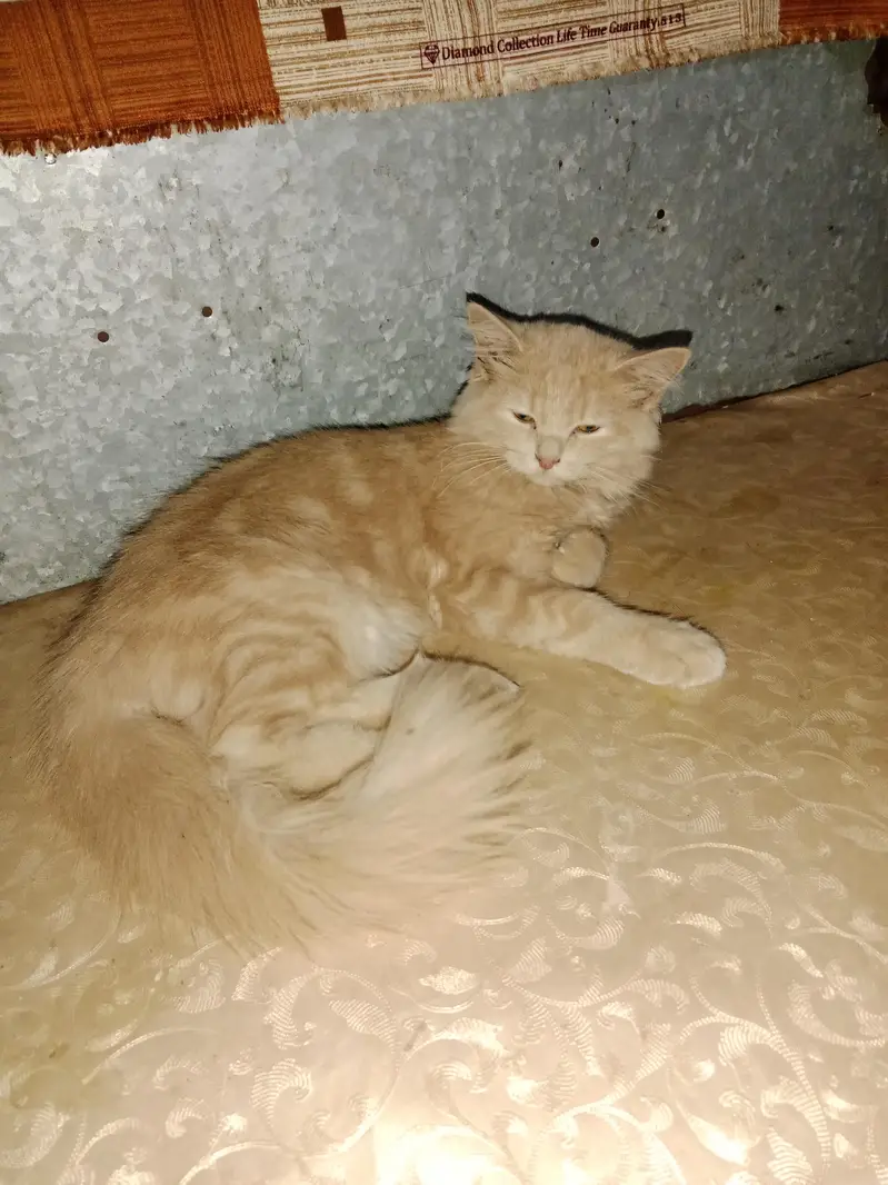 male hai baccha hai Akela hai isliye dena hai 03016267680 — photo 3