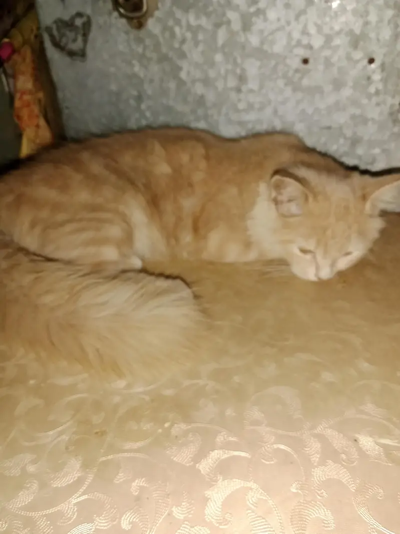 male hai baccha hai Akela hai isliye dena hai 03016267680 — photo 4