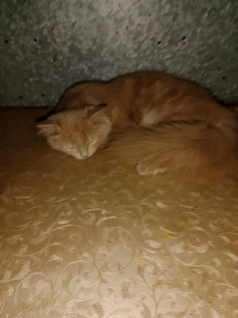 male hai baccha hai Akela hai isliye dena hai 03016267680 — photo 5