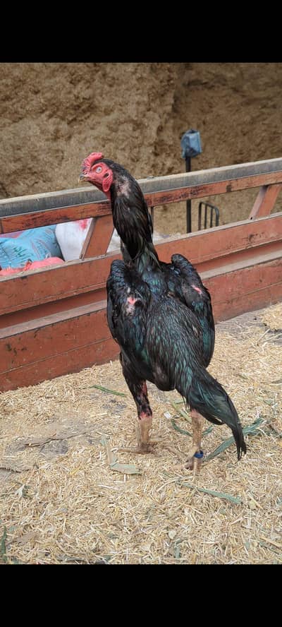 shamo murgha black beuti
