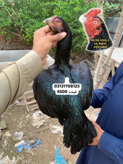 ASEEL BREEDER HENS