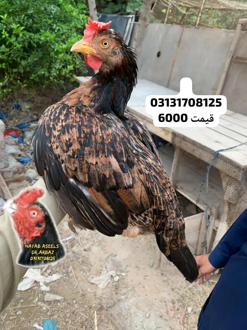 ASEEL BREEDER HENS — photo 2