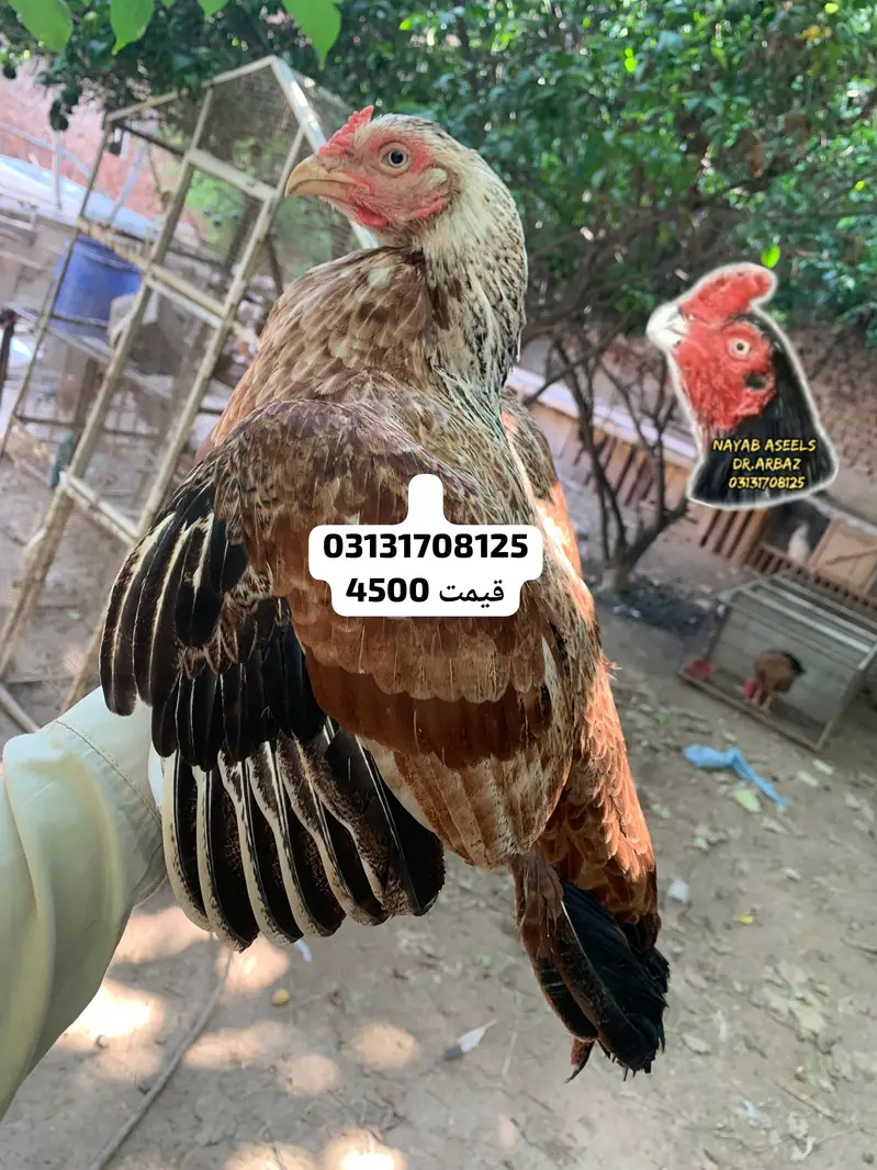 ASEEL BREEDER HENS — photo 3