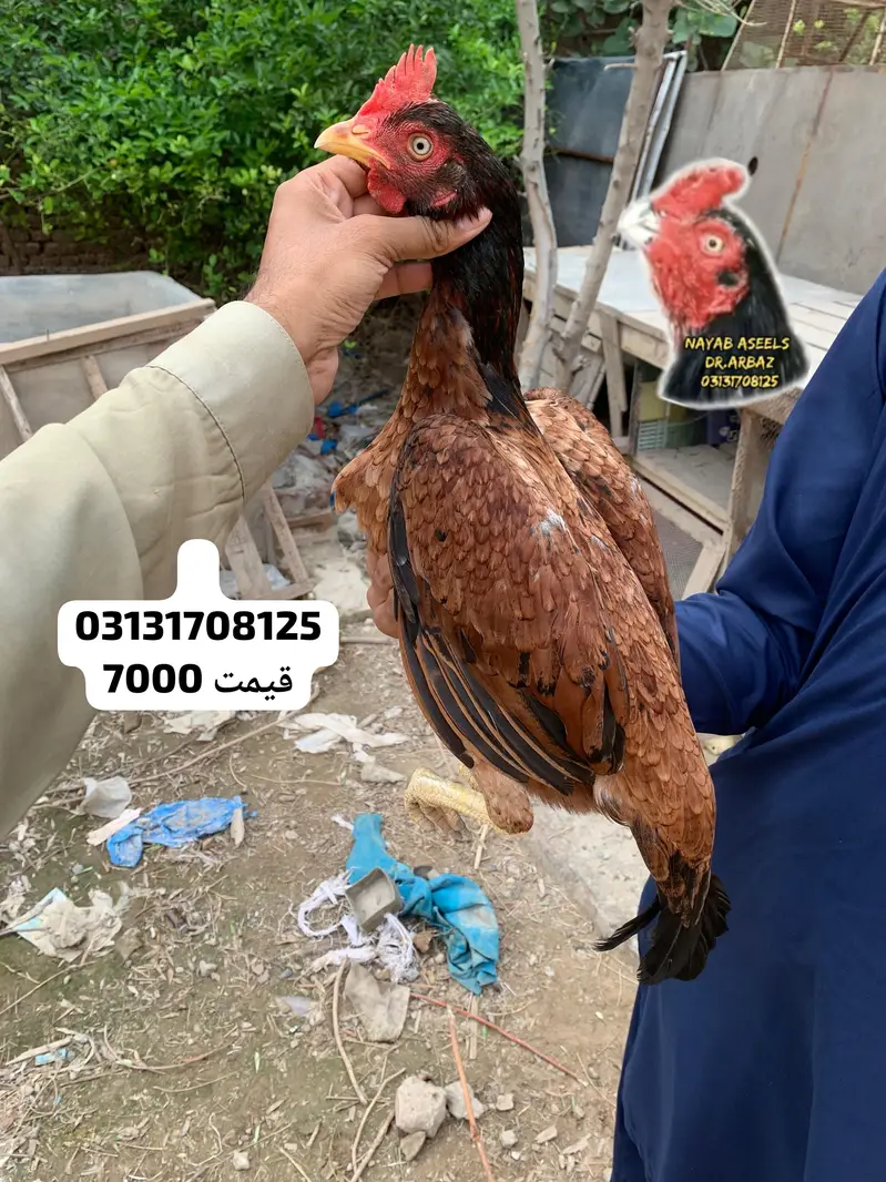 ASEEL BREEDER HENS — photo 4