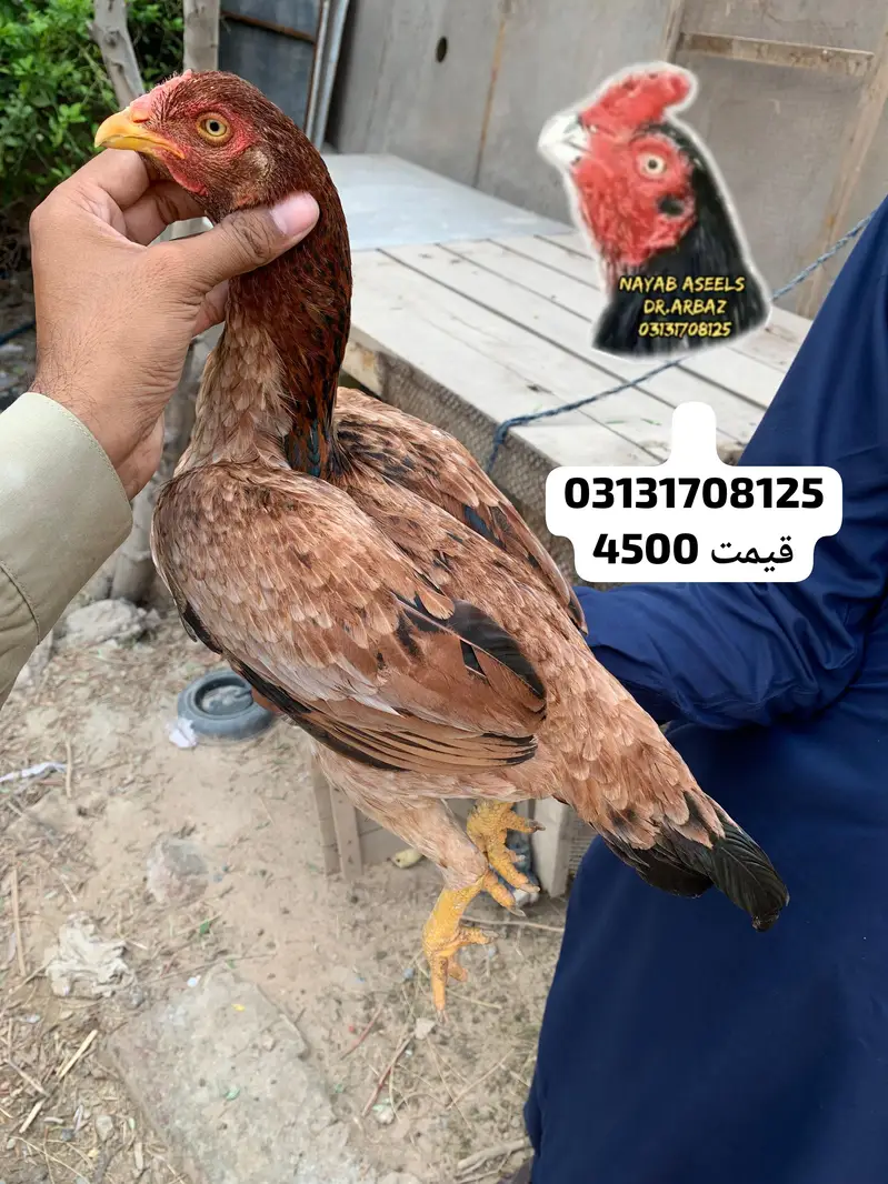 ASEEL BREEDER HENS — photo 5