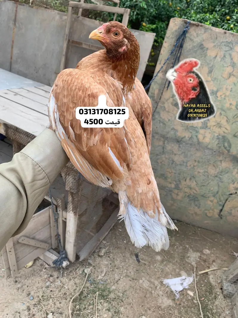 ASEEL BREEDER HENS — photo 6