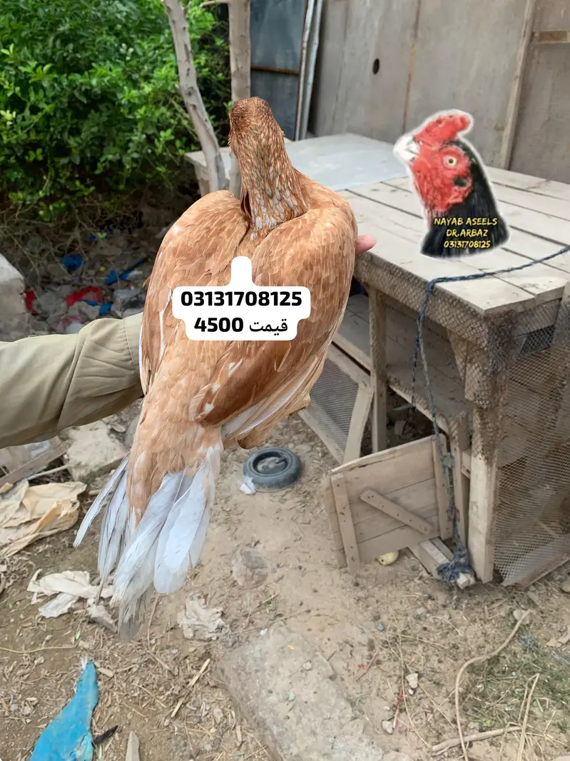 ASEEL BREEDER HENS — photo 7