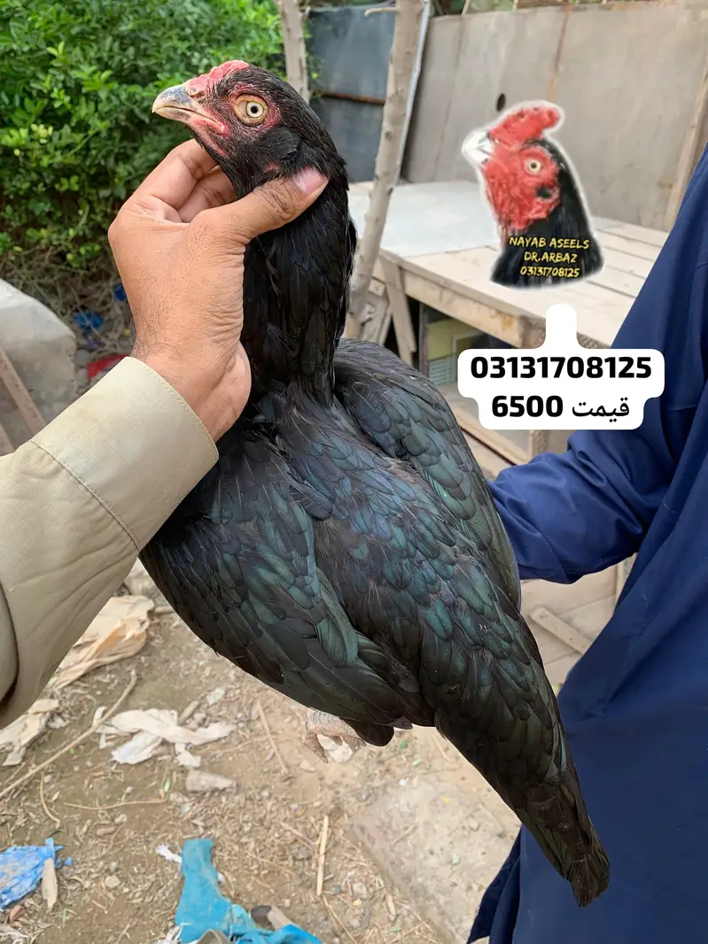 ASEEL BREEDER HENS — photo 8