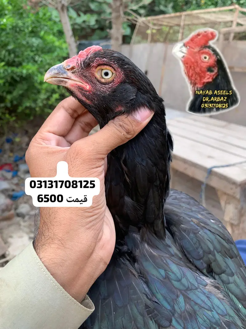 ASEEL BREEDER HENS — photo 9