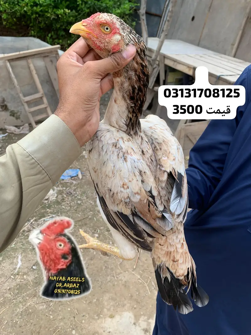 ASEEL BREEDER HENS — photo 10