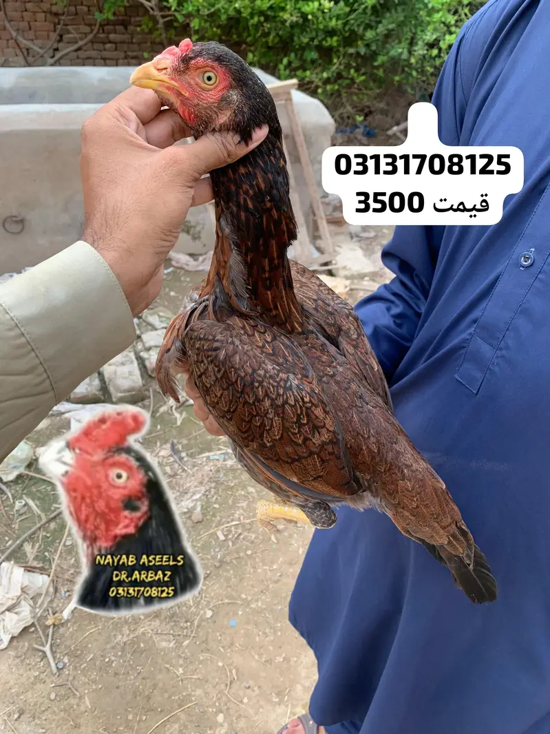 ASEEL BREEDER HENS — photo 11