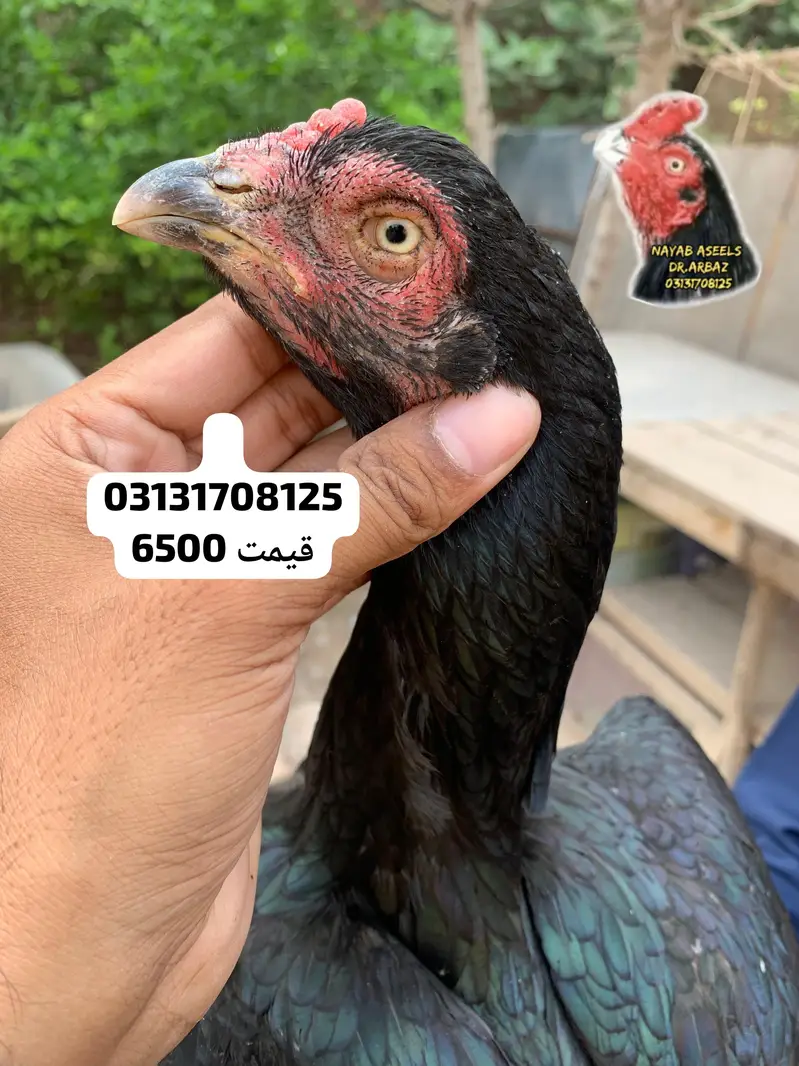 ASEEL BREEDER HENS — photo 12