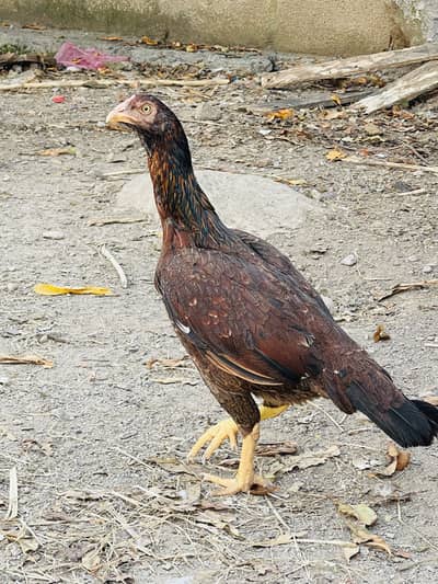 Aseel pathy pathian aur breeder murgi