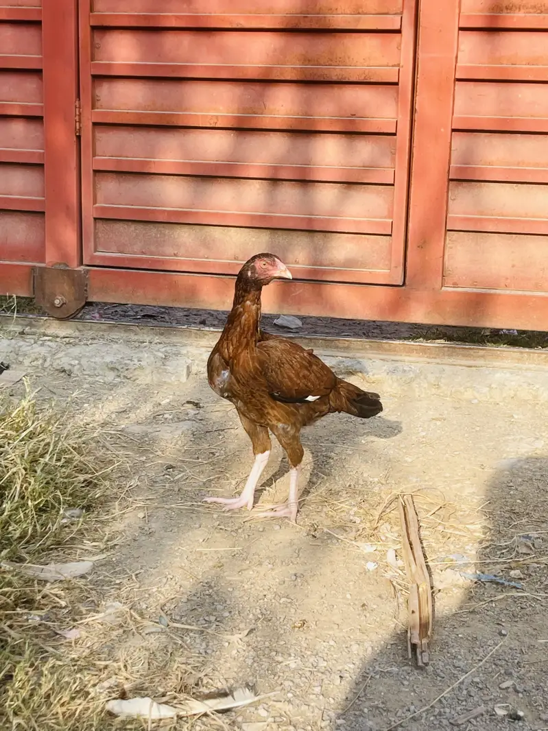 Aseel pathy pathian aur breeder murgi — photo 2