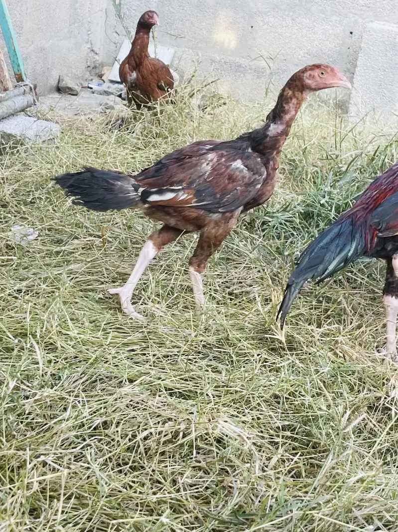 Aseel pathy pathian aur breeder murgi — photo 3