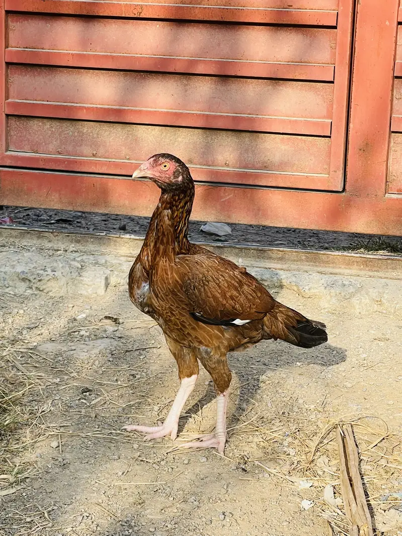 Aseel pathy pathian aur breeder murgi — photo 4