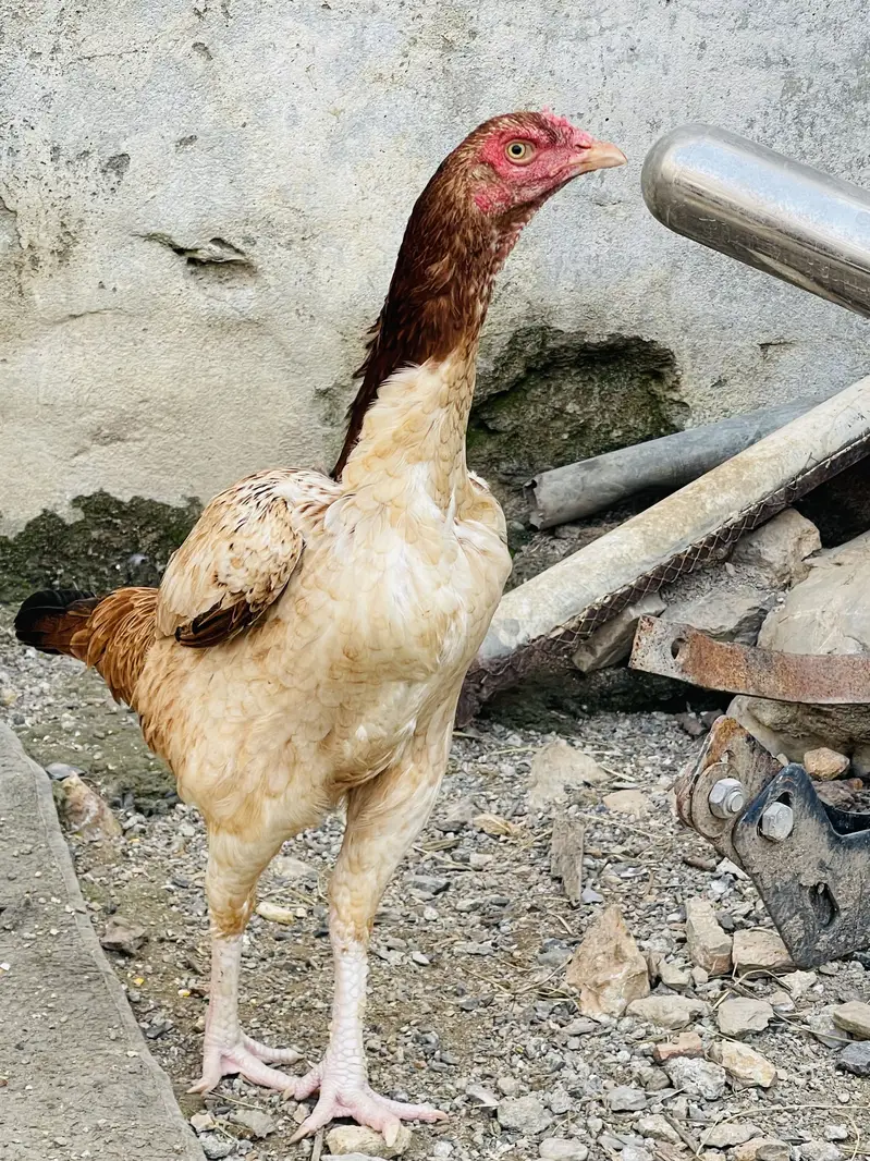 Aseel pathy pathian aur breeder murgi — photo 5