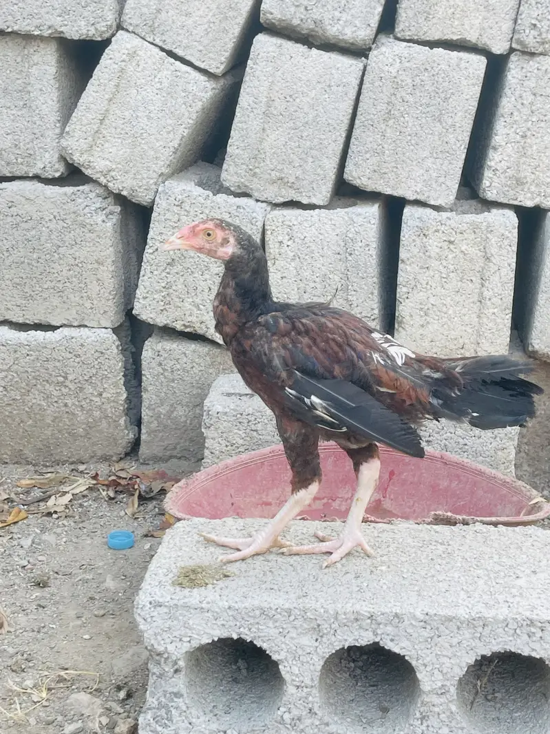 Aseel pathy pathian aur breeder murgi — photo 6