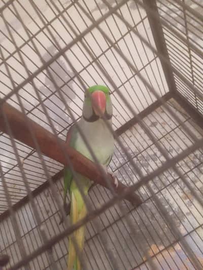 raw parrot for sale