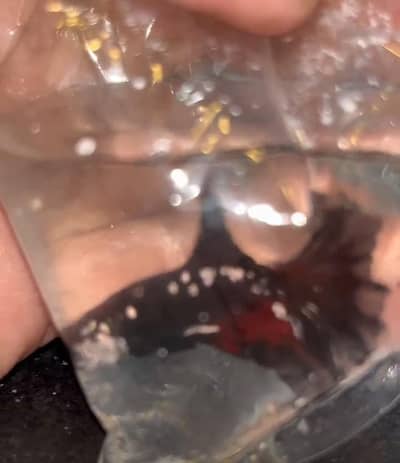 Betta fish breeder pieces