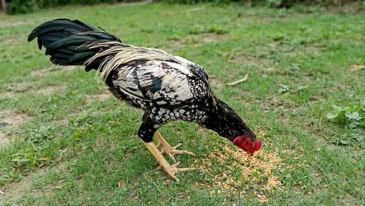 aseel murgha for sale patha