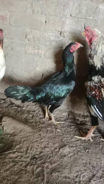 Aseel hen