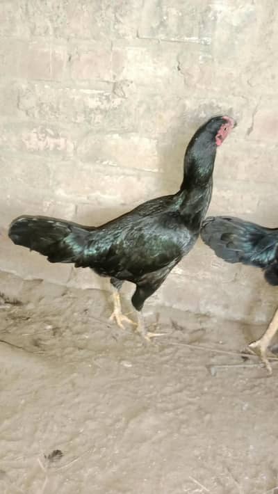 Aseel hen