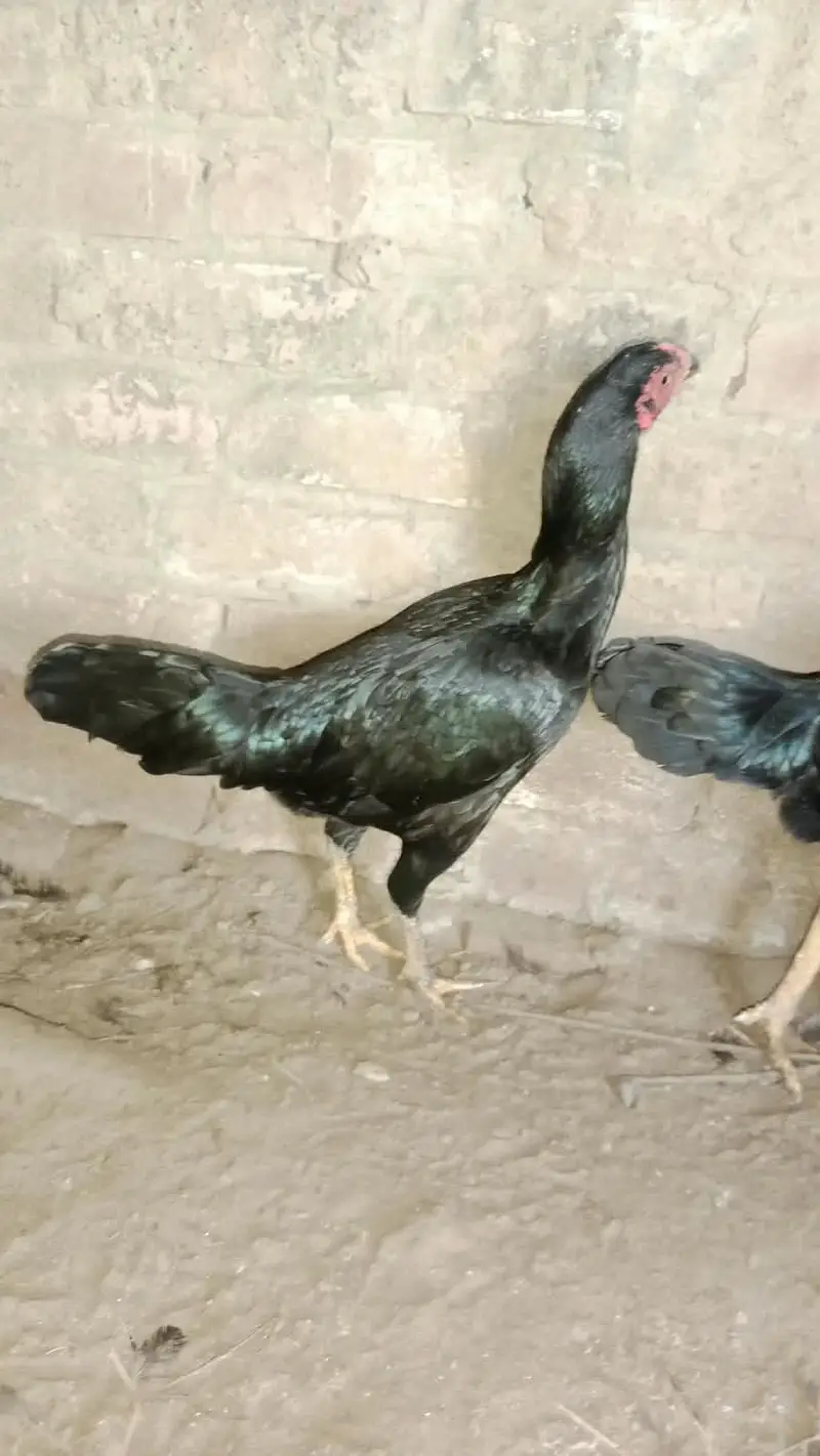 Aseel hen — photo 2