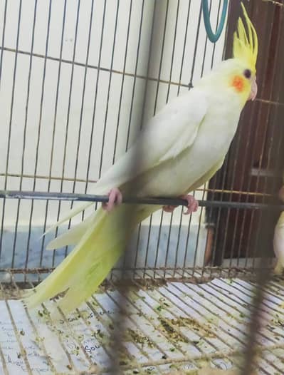 Common white and Eno Cocktail