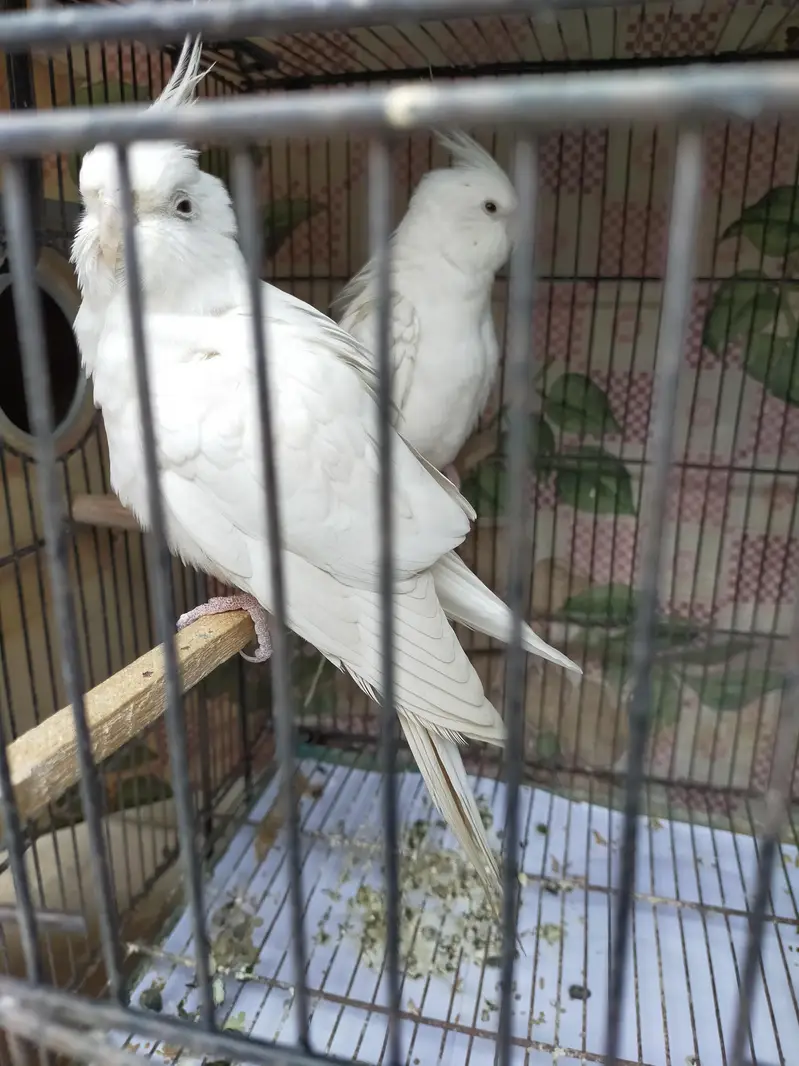 Common white and Eno Cocktail — photo 2