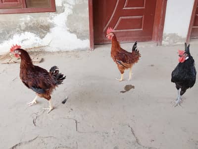 RIR & Australorp Roosters for Sale – 4.5 Months