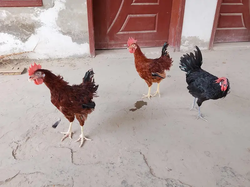 RIR & Australorp Roosters for Sale – 4.5 Months — photo 2