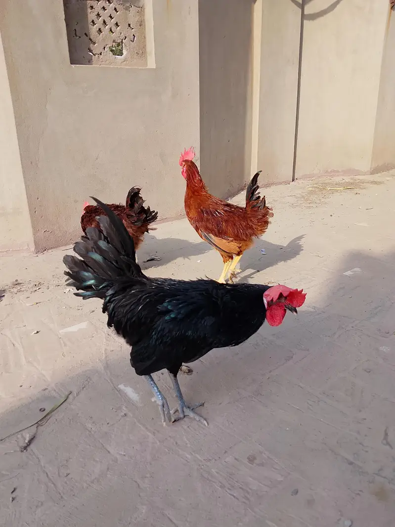 RIR & Australorp Roosters for Sale – 4.5 Months — photo 3