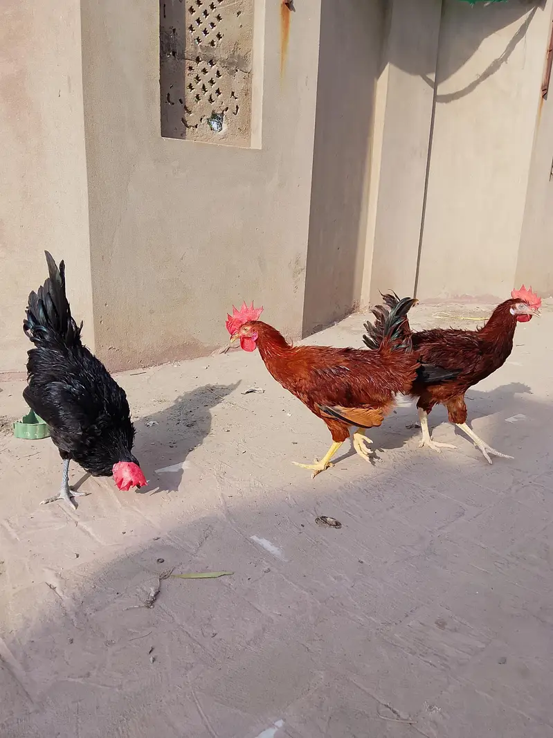 RIR & Australorp Roosters for Sale – 4.5 Months — photo 4